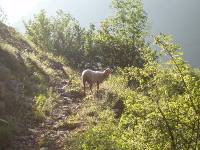 Youri - Ecrins 2005 022